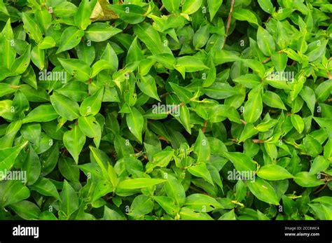 texture or pattern formed from the top of plants growing evenly on the ...