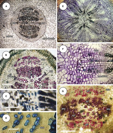 Cycad radicle anatomy, transverse sections. (A) Cycas tansachana ...