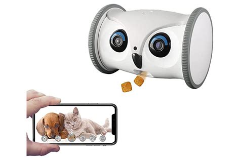 The 7 Best Pet Cameras, Tested in Our Lab