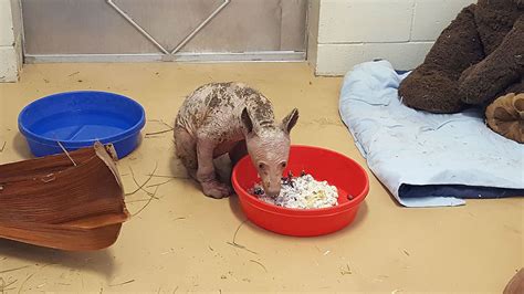 Hairless Bear Recovers and Grows Fur After 2 Years of Rehab