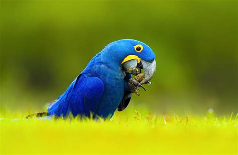 Hyacinth Macaw - Pet Me Shop