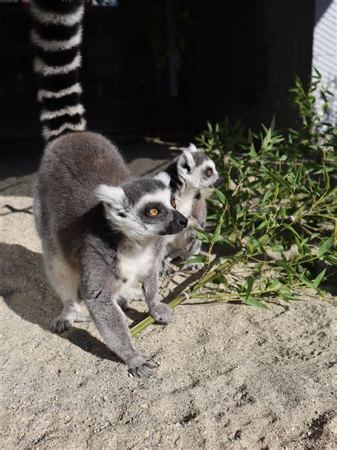 Ring-tailed Lemur - Cougar Mountain Zoo