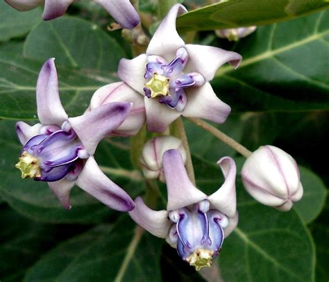 Planthub Crown Flower Seed, Calotropis gigantea Medicinal Plant Seed ...