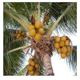 Edible Palms of the world. Fruits and more!