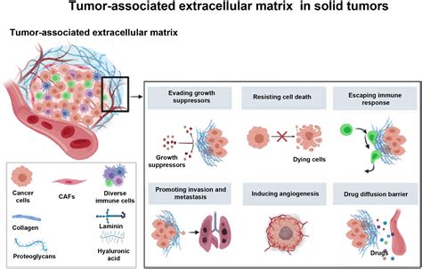 Frontiers | Tumor-Associated Extracellular Matrix: How to Be a Potential Aide to Anti-tumor ...