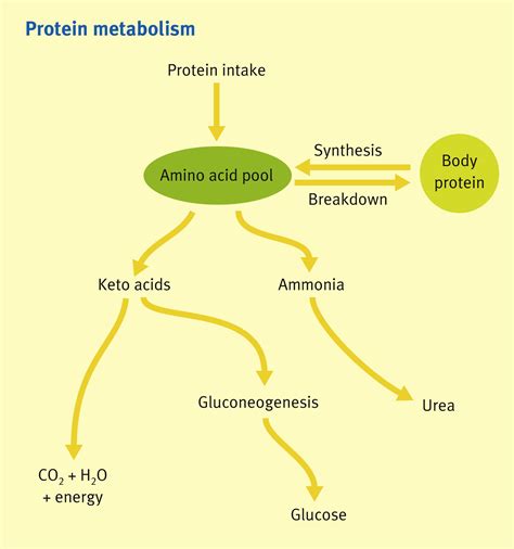 Metabolic functions of the liver - Anaesthesia & Intensive Care Medicine