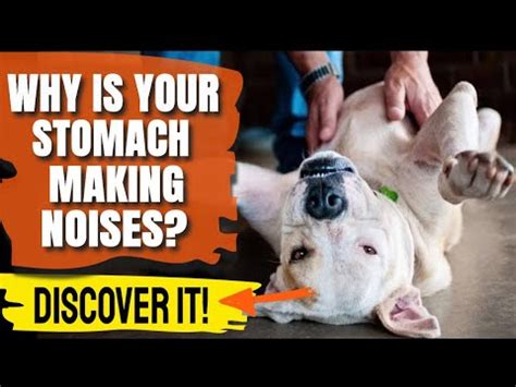 Understanding Dog Stomach Noises: Causes and Solutions (2023)