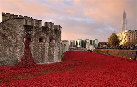 Images Poppies Remembrance Day - agnesaupair