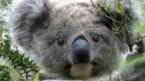 Why koalas hug trees on hot days - BBC News