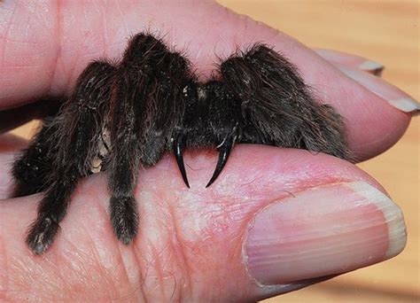 Are Tarantula Bites Dangerous? - PetHelpful