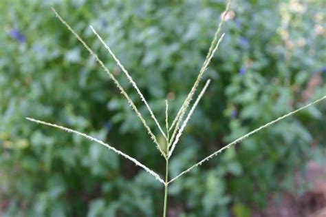 Crabgrass – Identification and Control | Walter Reeves: The Georgia Gardener