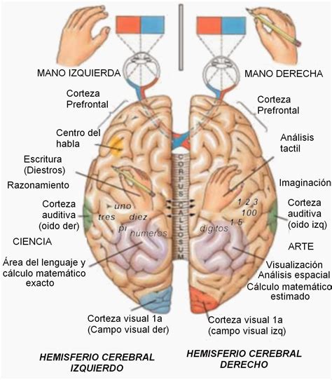 GERENCIA DE LA COMUNICACIÓN: LOS HEMISFERIOS CEREBRALES EN EL TRABAJO GERENCIAL