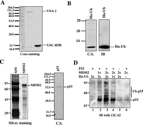 Establishment of in vitro MDM2-dependent ubiquitination assays. A,... | Download Scientific Diagram