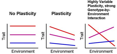 What is Phenotypic Plasticity and its role in evolution?