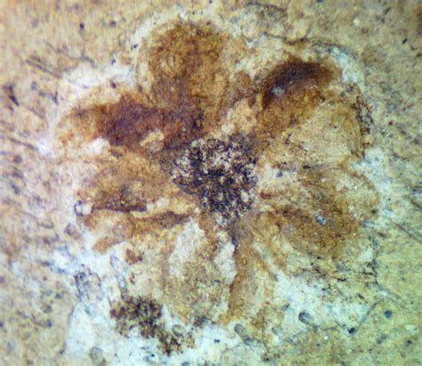 Louisville Fossils and Beyond: Eocene Flower Fossil