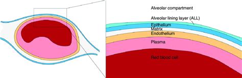 Layers of the blood-gas barrier. | Download Scientific Diagram