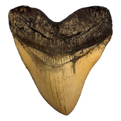 Ivory Megalodon Shark Tooth - Museum Quality Replica with Serrations ...