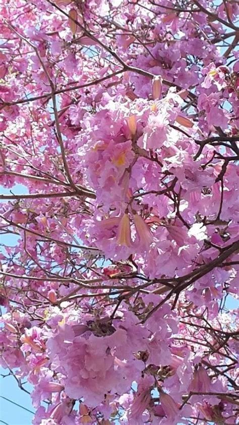 Flor de Lapacho. | Flores, Arboles nativos, Arbustos