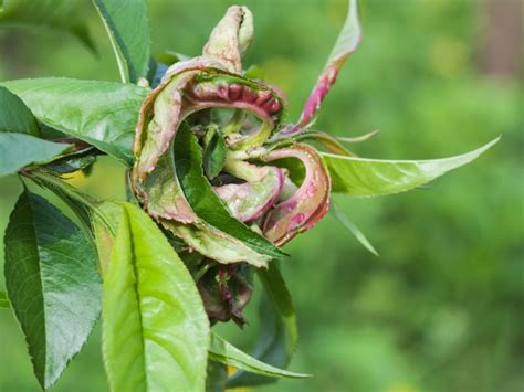 Tips For Controlling Peach Leaf Curl