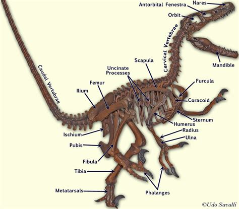 BIO370-Dinosaur Skeletons