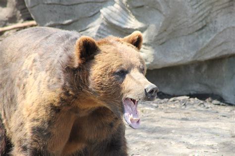 Free Images - grizzly bear brown teeth