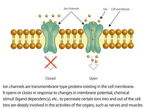 Ion channel drug discovery with leading-edge facilities and a strategic ...