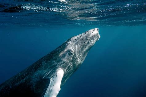 Picture of the Day: Baby Humpback Prepares to Surface » TwistedSifter