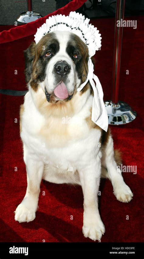 Nana the Dog at the premiere of Peter Pan at Grauman's Chinese theatre in Los Angeles, Calif ...