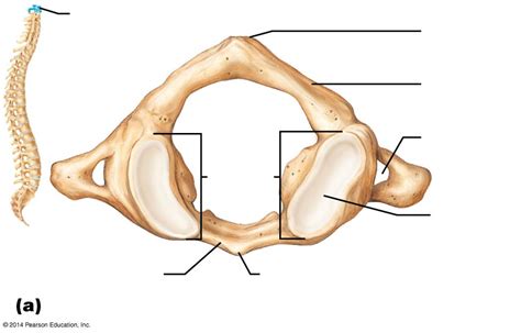 Cervical Vertebrae Atlas Superior View