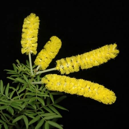 Dwarf Wattle Seeds - Price €1.85