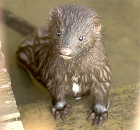 American Mink - Facts, Habitat, Pictures, Predators, Diet and Reproductioin