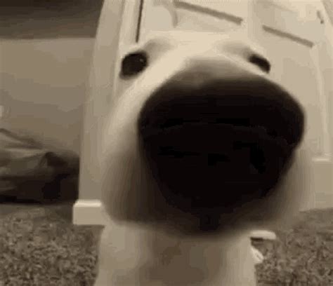 Dog Zoiudo GIF - Dog Zoiudo - Descubre y comparte GIF