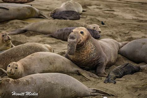 Wanderlust Travel & Photos - Ultimate Guide to Viewing Northern Elephant Seals in California