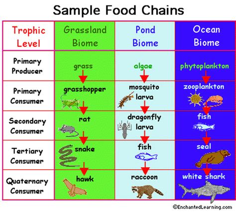 Food chain and web - Ecology