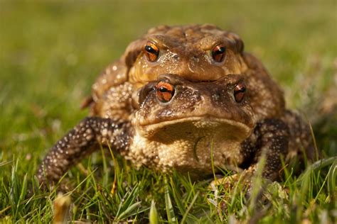 4 species of poisonous toads