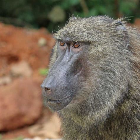 Olive Baboon Facts, Pictures & In-Depth Information