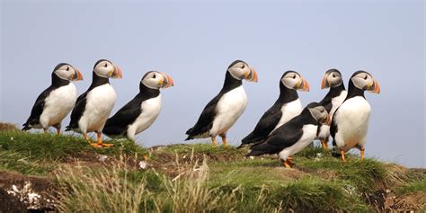 Visit The Puffins Colony in Elliston on the Bonavista Peninsula