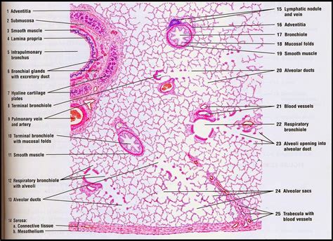 Respiratory System