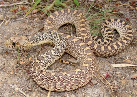 Gopher Snake Facts