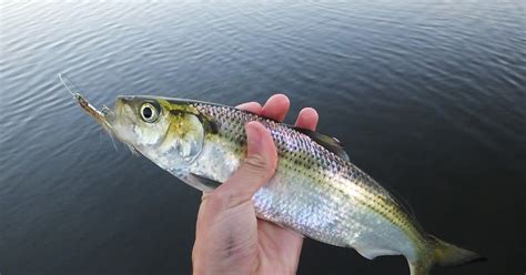 Connecticut Fly Angler: Species Profile: Hickory Shad