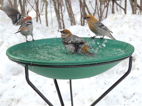 Life in the Beaver Hills: Heated bird bath from Wild Birds Unlimited