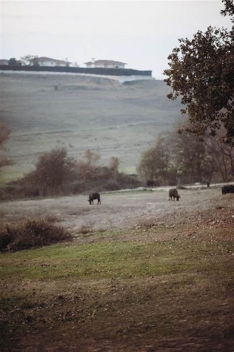 Animals on a Pasture · Free Stock Photo