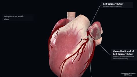 Coronary Artery Anatomy | Blood Supply to the Heart | Geeky Medics