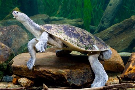 Meet the Ultra Punk-Rock Mary River Turtle That's Battling Extinction ...