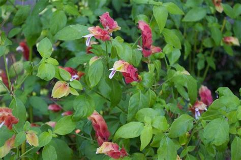 Justicia brandegeeana (Shrimp Plant)