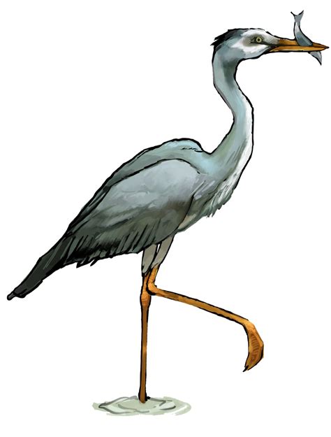 Blue Heron | PNG All