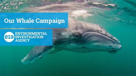 Our Whale Campaign - YouTube | Whale, Campaign, Dolphins