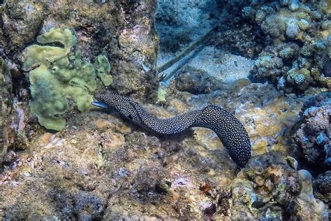 Snorkeling in Kapalua Bay, Maui | Snorkeling in Hawaii