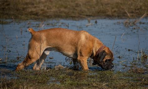 Check Out 9 Boerboel Colors And Find Your Favorite One