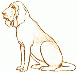 Exam Guide Online - How to Draw a Bloodhound.